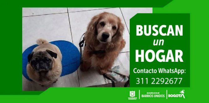 Dueño de estos dos perritos muere, ahora ellos buscan un hogar