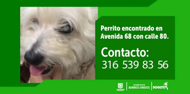 Perrito con ceguera se perdió por la avenida 68 con calle 80