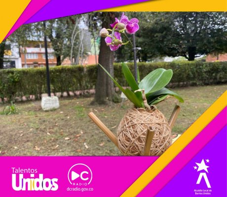 Fotosinteziz: el emprendimiento de las plantas y la creatividad
